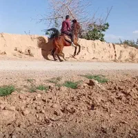 اسب مادیان