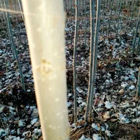 فروش کبودوصنوبر به جای دلال بیاازمن ارزون بخر|گل و گیاه طبیعی|میاندوآب, |دیوار