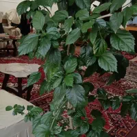 درخت چه دو متری گل ختمی