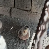 کفتر سینه قهوای دم کنده باخت رفته