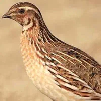 معاوضه گپگ با عروس هلندی نر