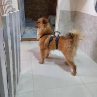 سگ اشپیتز