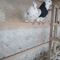 طوقی|پرنده|تهران, خانی‌آباد|دیوار