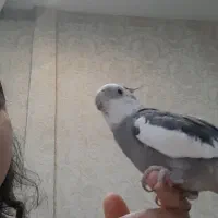 گمشده