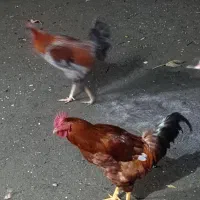 با سلام ۳عدد خروس واسه عدد اردک اسراییلی نر وماده|حیوانات مزرعه|لوندویل, |دیوار