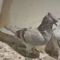پنج تا کفتر پریشی