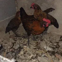 فروش فوری جوجه مرغ و خروس