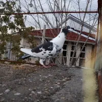 یک عدد کفتر پلنگ سیاه نر