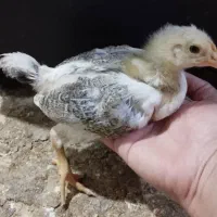 جوجه مرغ/اردک/ بوقلمون|حیوانات مزرعه|کازرون, |دیوار