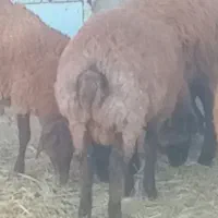 برهی نر  فروش به نرخ بازار