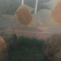 ماهی سورم زرد باهم 3عدد هستند باهم 1میلیون|ماهی|اصفهان, باغ کاران|دیوار