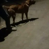 تولع سرابی یک ساله