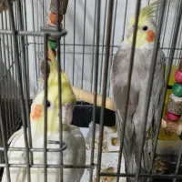 عروس هلندی