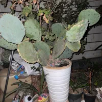 گل کاکتوسی و آلورا