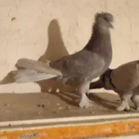 کبوتر کاشان فروشی نروماده