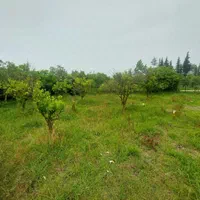 زمین  300 متر درتوبن|فروش زمین و ملک کلنگی|نشتارود, |دیوار