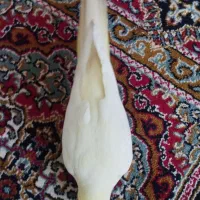 عروس هلندی ماده رام و دستی|پرنده|اردبیل, |دیوار