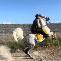 اسب|اسب و تجهیزات اسبسواری|اصفهان, شاهزاده ابراهیم|دیوار