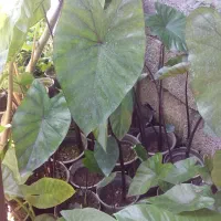 گل بابا آدم تنه مشکی وتنه قرمز|گل و گیاه طبیعی|تنکابن, |دیوار