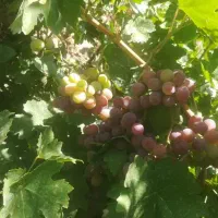 باغ-و-باغچه-دیوار-20-ساله-نامه-دیواربنای-ثبت-شده