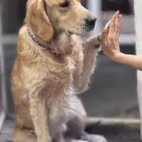 سگ گلدن|سگ|بندرلنگه, |دیوار