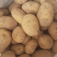فروش فوری سیب زمینی