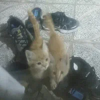 فروش دوتا توله گربه خانگی