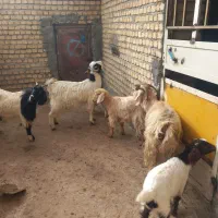 بز و بزغاله|حیوانات مزرعه|دورود, |دیوار