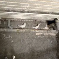 کبوتر فروشی