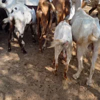 چپشت وبز|حیوانات مزرعه|میناب, |دیوار