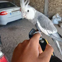 عروس هلندی سینامون