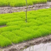 نشائ برنج هاشمی