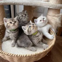 گربه فنجانی/مینیاتوی/دستی/خانگی|گربه|تهران, ولنجک|دیوار