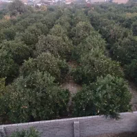 اجاره مغازه