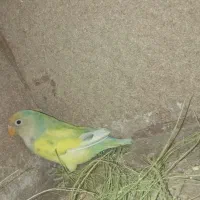 طوطی برزیلی