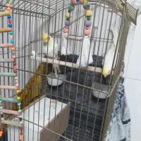 یک جفت عروس هلندی سخنگو سالم.