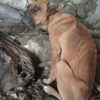 سگ از نژاد ایتالیا بدون شناسنامه