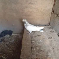 کفتر ‌پرشی