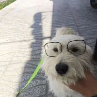 سگ سرحال نژاد شیتزو