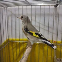 سهره ماده دورگ