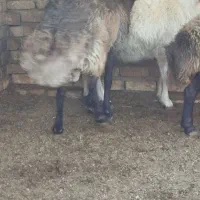 قوچ بره|حیوانات مزرعه|کویرات, |دیوار