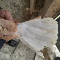 زرد دم سفید هومر|پرنده|قم, چهار مردان|دیوار