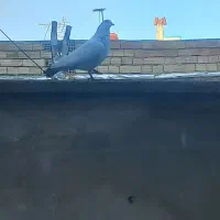 کبوتر|پرنده|تبریز, |دیوار