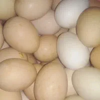 تخم مرغ محلی .تازه .سالم