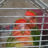 طوطی برزیلی جفت