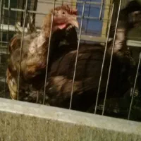 مرغ بومی تخمگذار خونه، گی|حیوانات مزرعه|فرخشهر, |دیوار