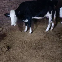 تلیسه سیمنتال ..