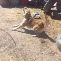 سگ نگهبان|سگ|گل تپه, |دیوار