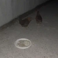 ۵عدد مرغ با یک عدد بلدرچین