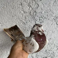 کبوتر پرشی